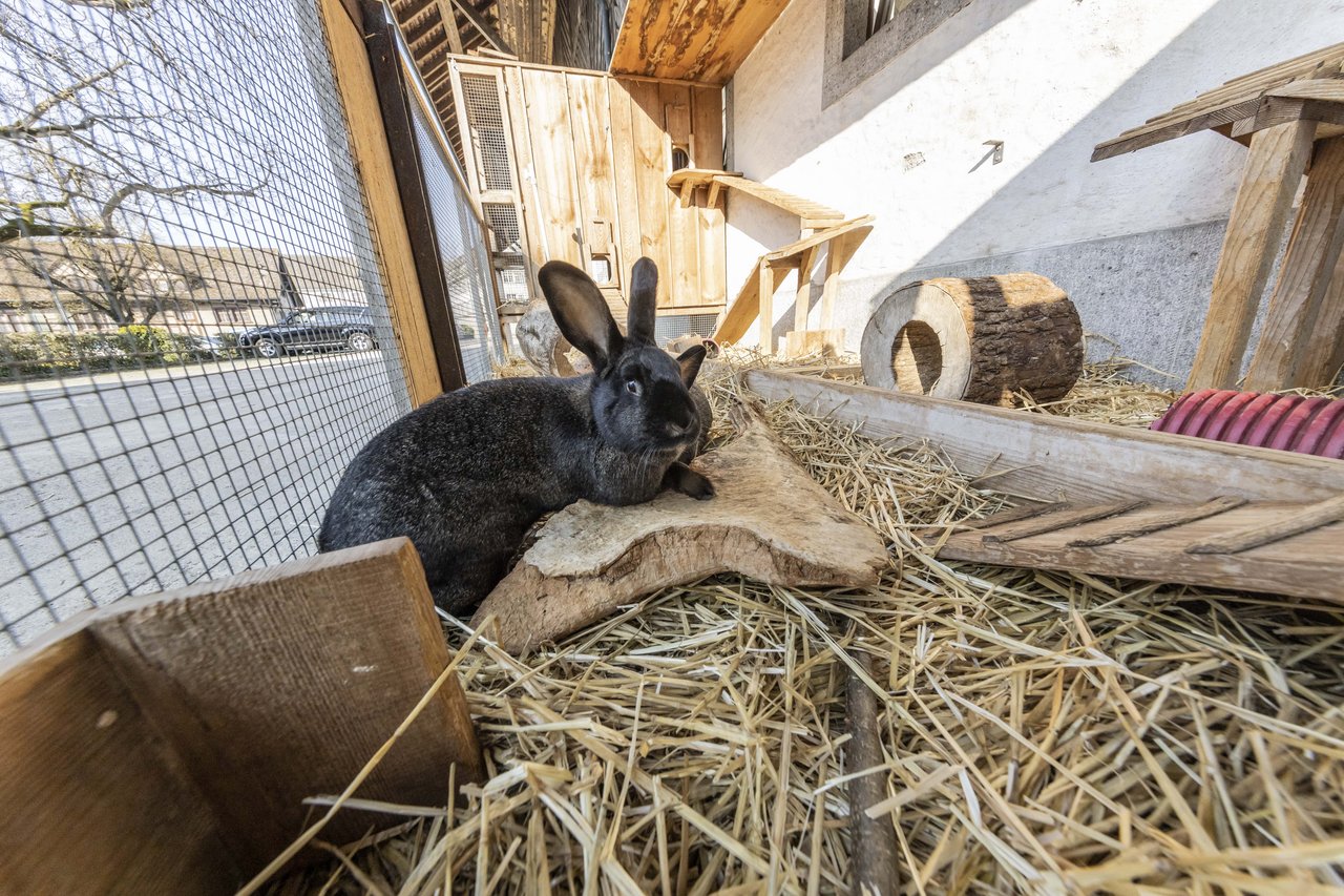 Kaninchen im Aussengehege mit Stroh