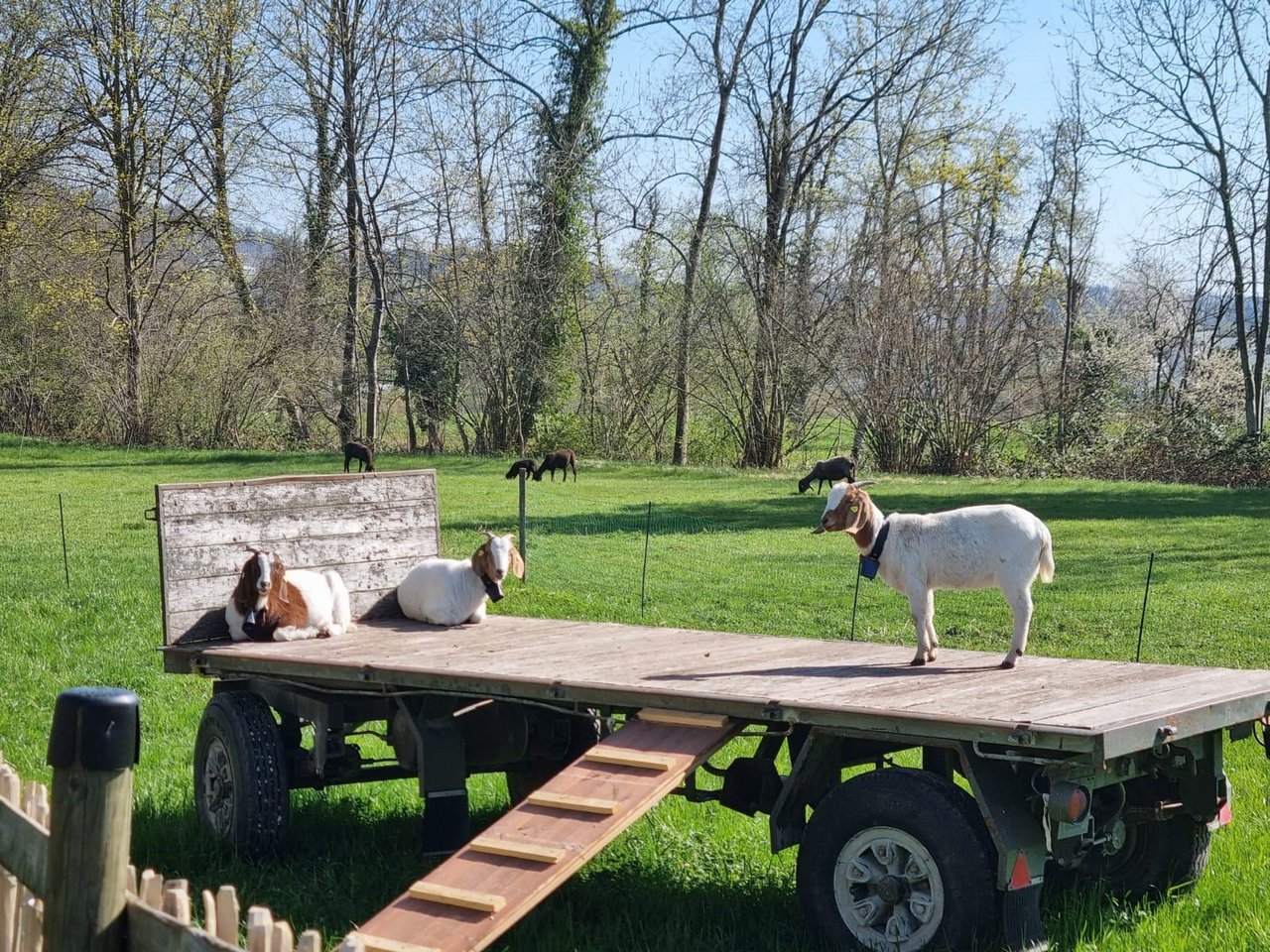 Boerziegen auf einem Holzwagen im Auslauf